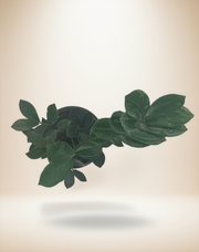ZZ Zamioculcas 'Black Queen' – 6-Inch Pot