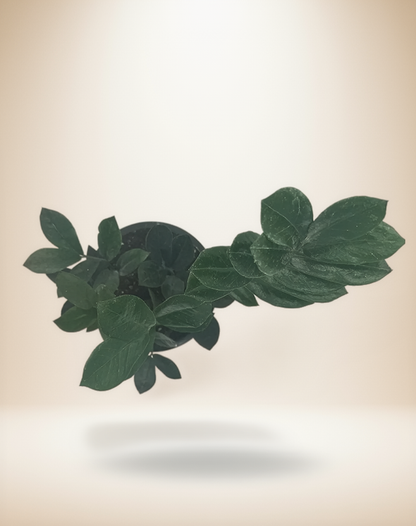 ZZ Zamioculcas &
