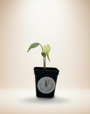 Monstera Deliciosa Mint Variegated – 2.5-Inch Pot