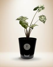 Alocasia Odora Batik – 6-Inch Pot – Nursery pot