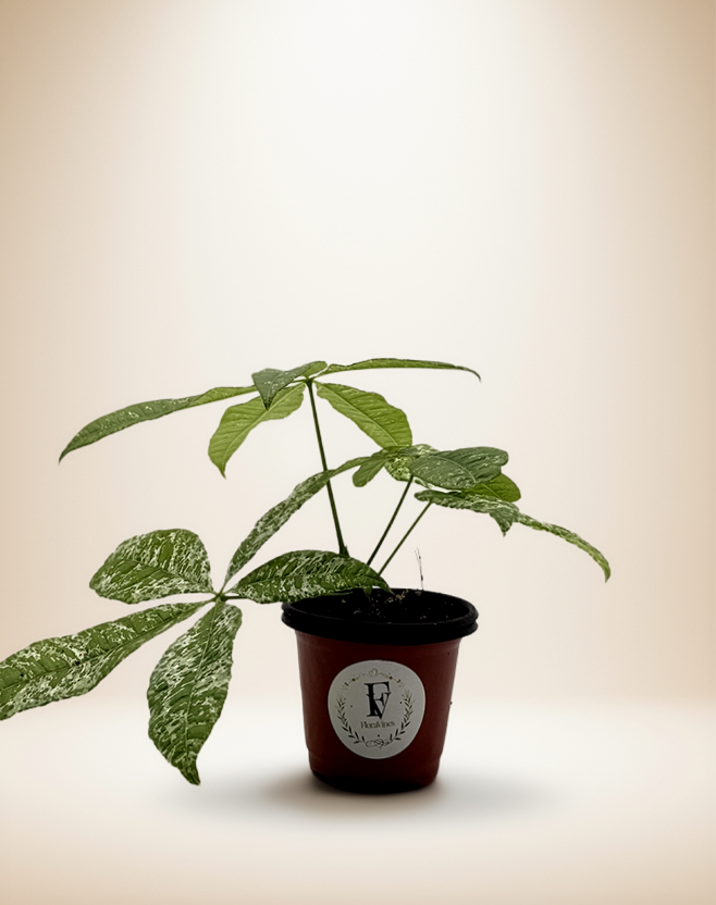 Pachira Money Tree Variegated – 4-Inch Pot – Default Title