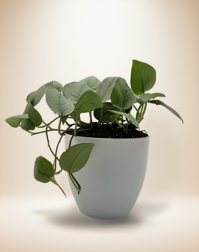 Scindapsus Platinum Java