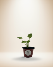 Syngonium Gold Allusion – 4-Inch Pot – 4" Pot / Self-watering