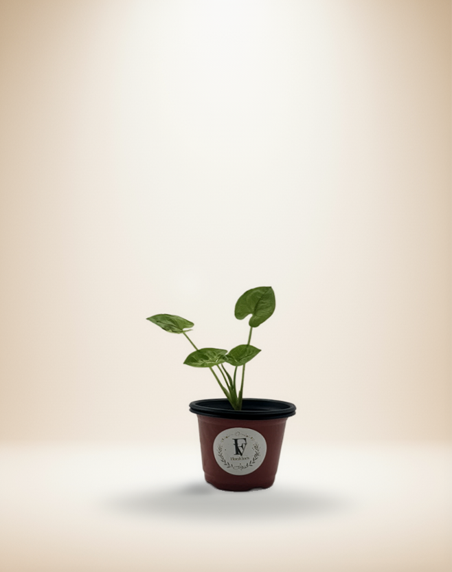 Syngonium Gold Allusion