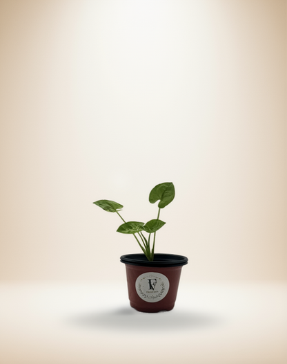 Syngonium Gold Allusion