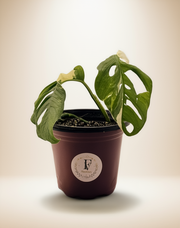 Monstera Adansonii Albo – 6-Inch Pot