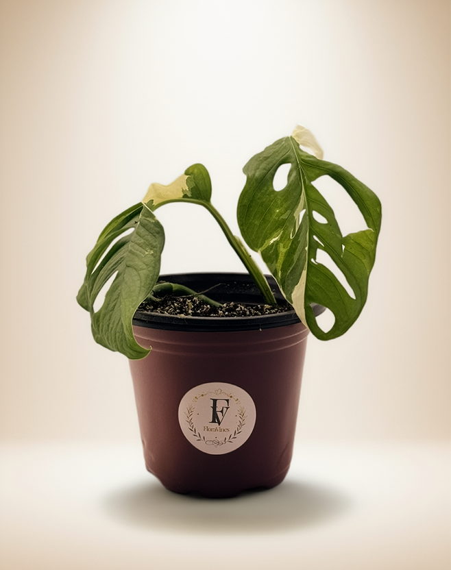 Monstera Adansonii Albo