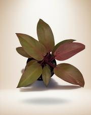 Philodendron 'Sun Red' – 4-Inch Pot