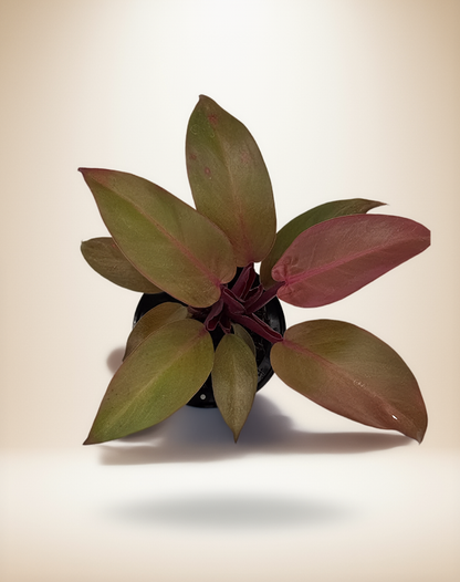 Philodendron &