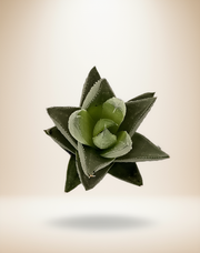Haworthia Savanna Succulent – 4-Inch Pot – 4" Pot / Nursery pot