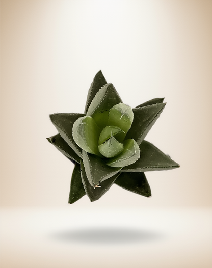 Haworthia Savanna Succulent