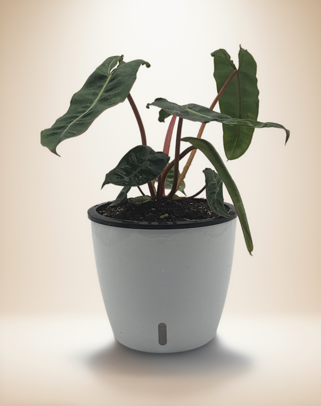 Philodendron Billitiae Green