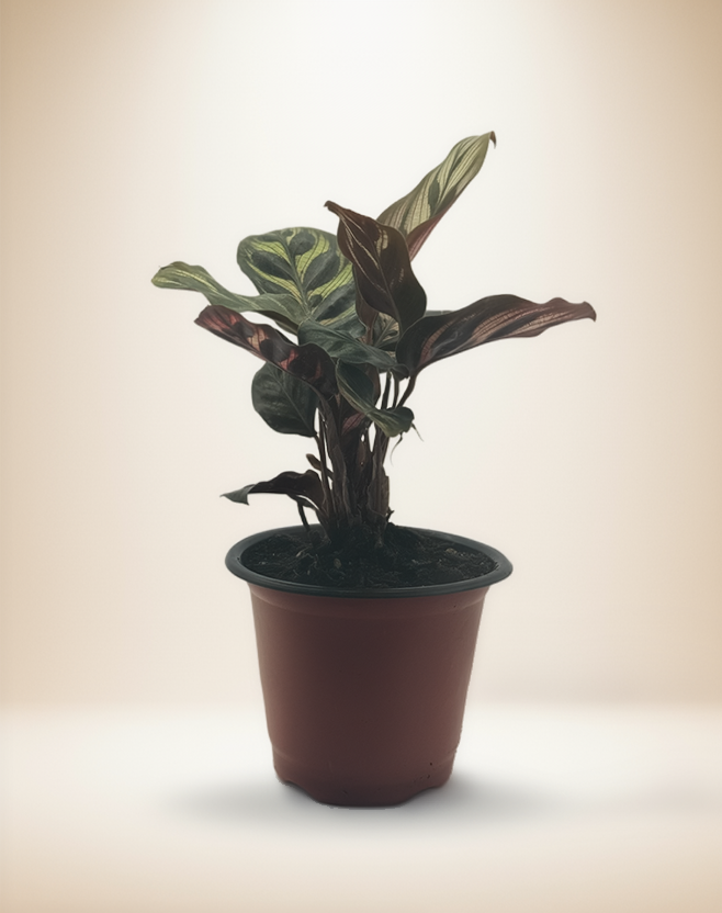 Calathea Makoyana – Peacock Plant – 4-Inch Pot – Default Title