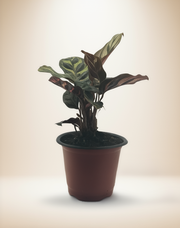 Calathea Makoyana – Peacock Plant – 4-Inch Pot – Default Title