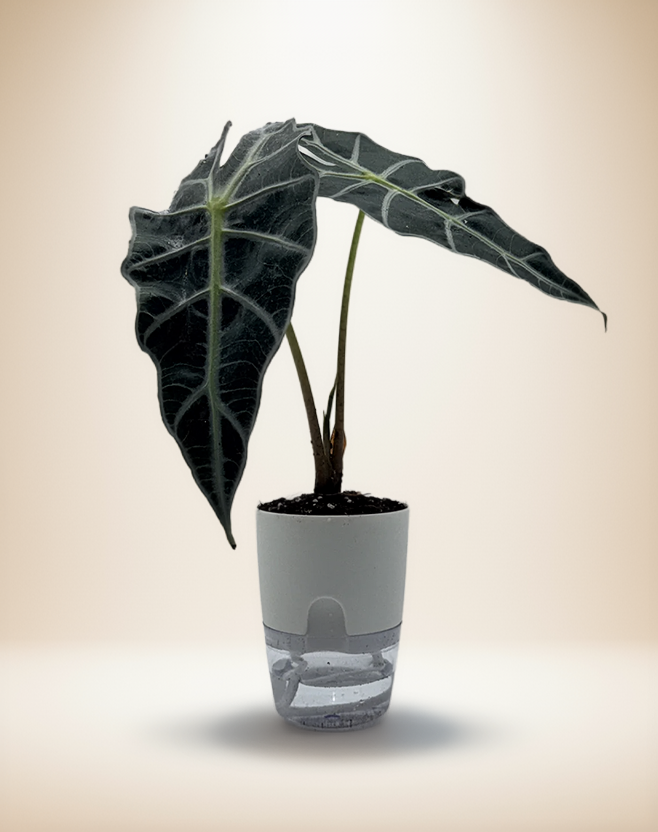 Alocasia Dwarf Amazonica – 4-Inch Pot – 4" Pot / Self-watering