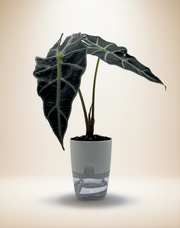 Alocasia Dwarf Amazonica – 4-Inch Pot – 4" Pot / Self-watering
