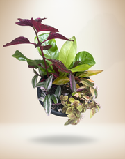 FloraVines Tropical Sunset Live Plant Arrangement in 10" Hanging Basket – Default Title