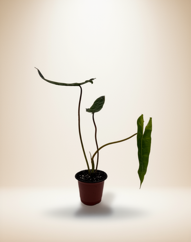 Philodendron Billietiae – 4-Inch Pot – 4" Pot / Nursery