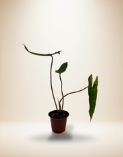 Philodendron Billietiae – 4-Inch Pot – 4" Pot / Nursery