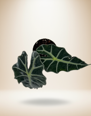 Alocasia Dwarf Amazonica – 4-Inch Pot – 4" Pot / Nursery pot