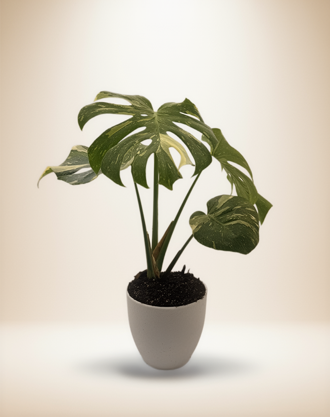 Monstera Thai Constellation – 8" Pot | Full Leaf – Default Title