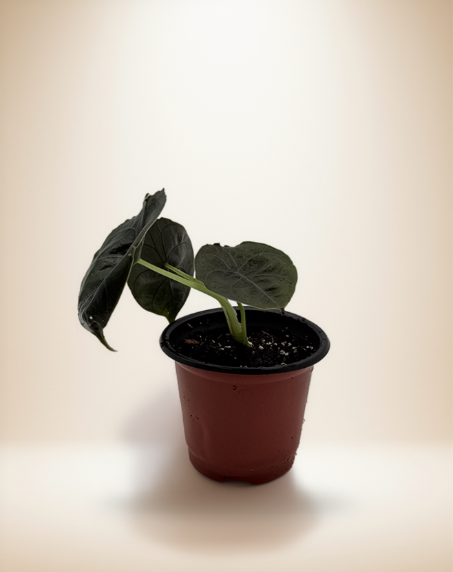 Alocasia Azlanii – 4-Inch Pot – 4" / Nursery