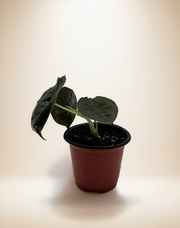 Alocasia Azlanii – 4-Inch Pot – 4" / Nursery