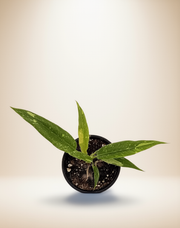 Philodendron Ring of Fire – 4-Inch Pot – 4" Pot / Self-watering