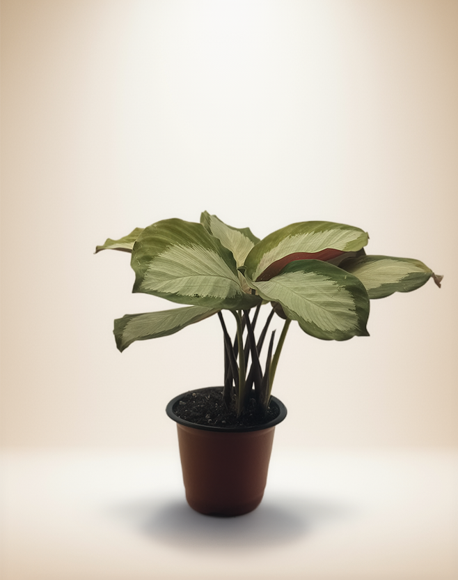 Calathea Royal Standard – 4-Inch Pot – 4" Pot / Self-watering