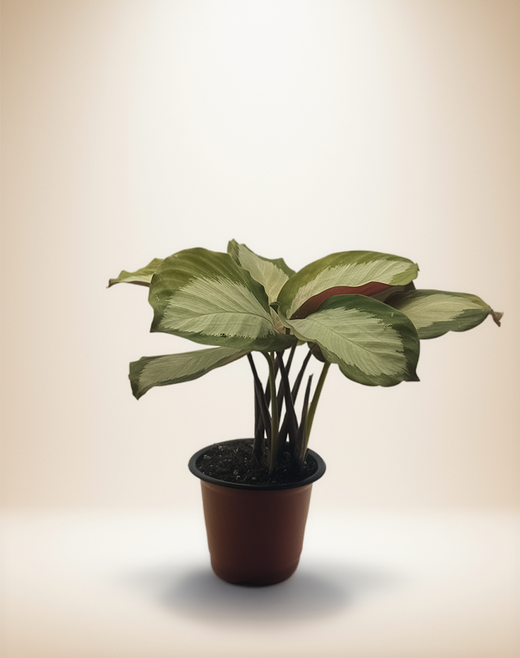 Self-Watering Planters