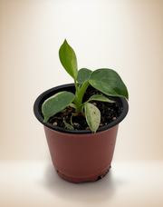 Philodendron José Buono Variegated – 4-Inch Pot – Default Title
