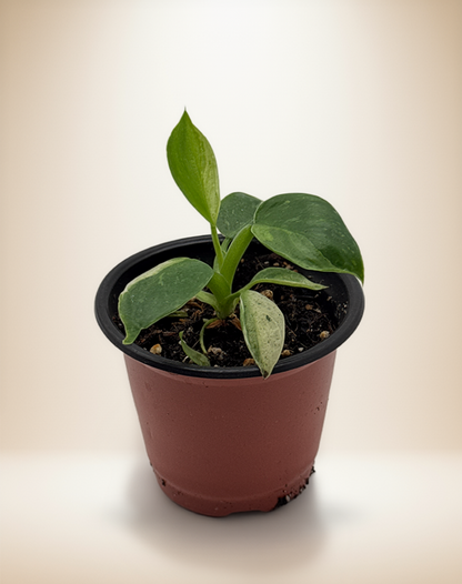 Philodendron José Buono Variegated