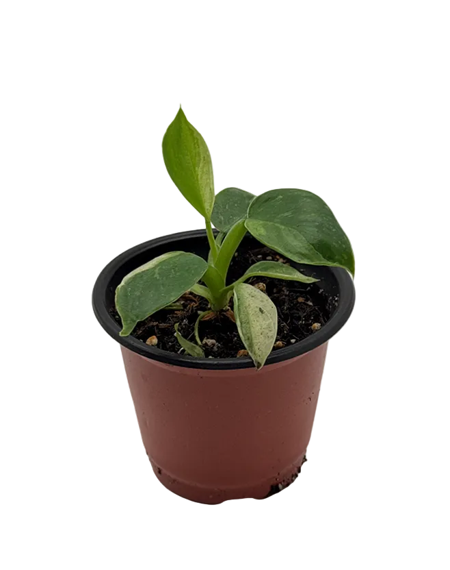Philodendron José Buono Variegated – 4-Inch Pot – Default Title