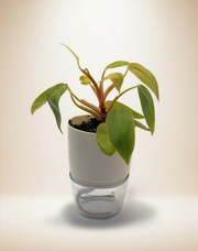 Philodendron Painted Lady – 4-Inch Pot – Self-watering / 4" Pot
