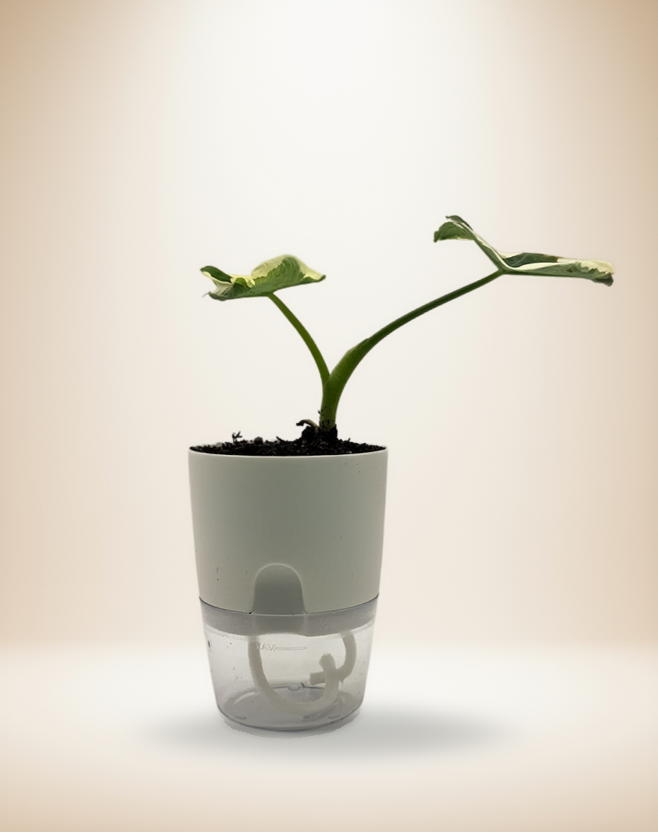 Alocasia 'Mickey Mouse' – 4-Inch Pot – 4" Pot / Self-watering