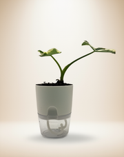 Alocasia 'Mickey Mouse' – 4-Inch Pot – 4" Pot / Self-watering