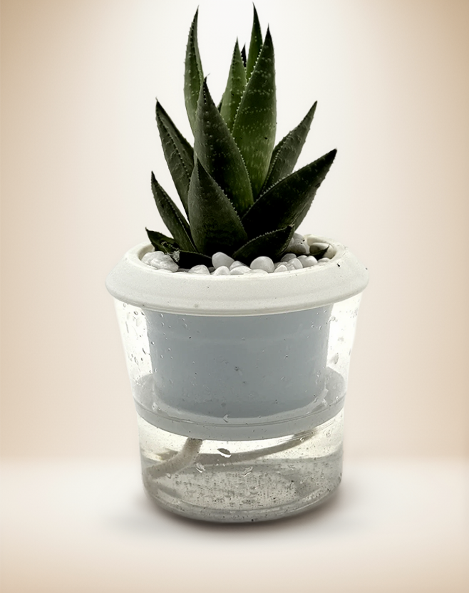 Haworthia Savanna Succulent – 4-Inch Pot – 4" Pot / Self-watering