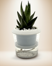 Haworthia Savanna Succulent – 4-Inch Pot – 4" Pot / Self-watering