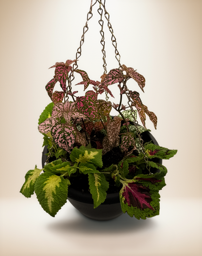 Mixed Hanging Basket – Hypoestes &amp; Coleus 10"