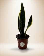 Snake Plant (Sansevieria trifasciata) – 6-Inch Pot