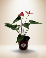 Red Anthurium, Flaming Flower – 6-Inch Pot