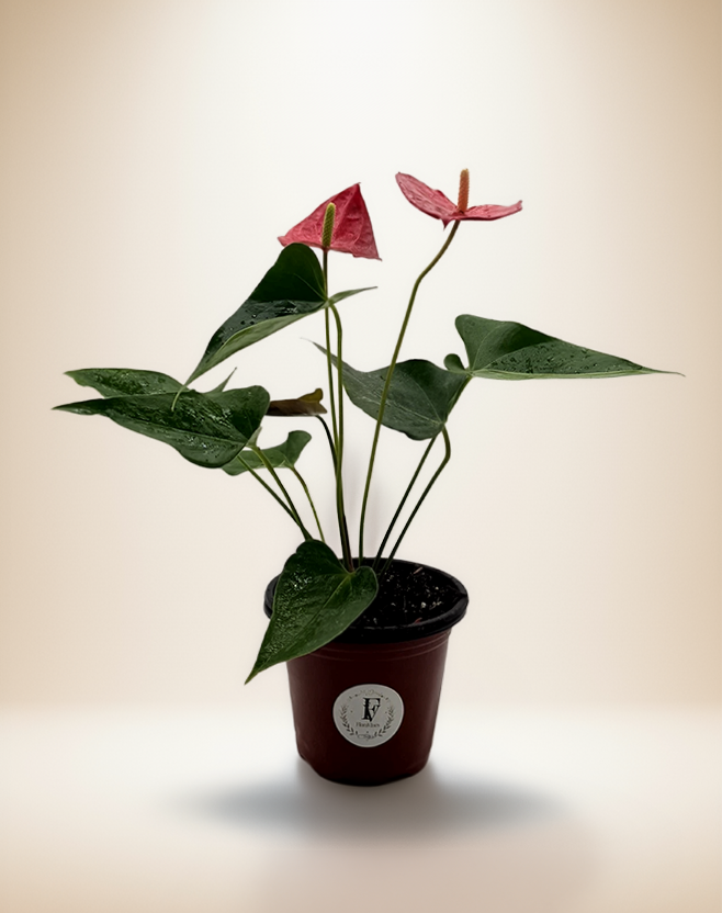Red Anthurium,  Flaming Flower
