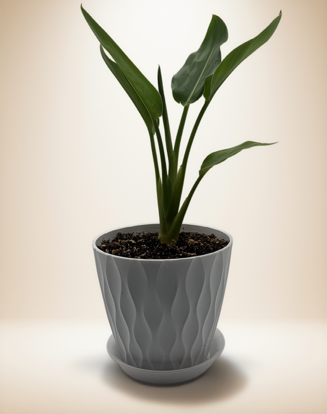 Strelitzia Yellow Bird of Paradise – 8-Inch Pot – Default Title