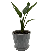 Strelitzia Yellow Bird of Paradise – 8-Inch Pot – Default Title