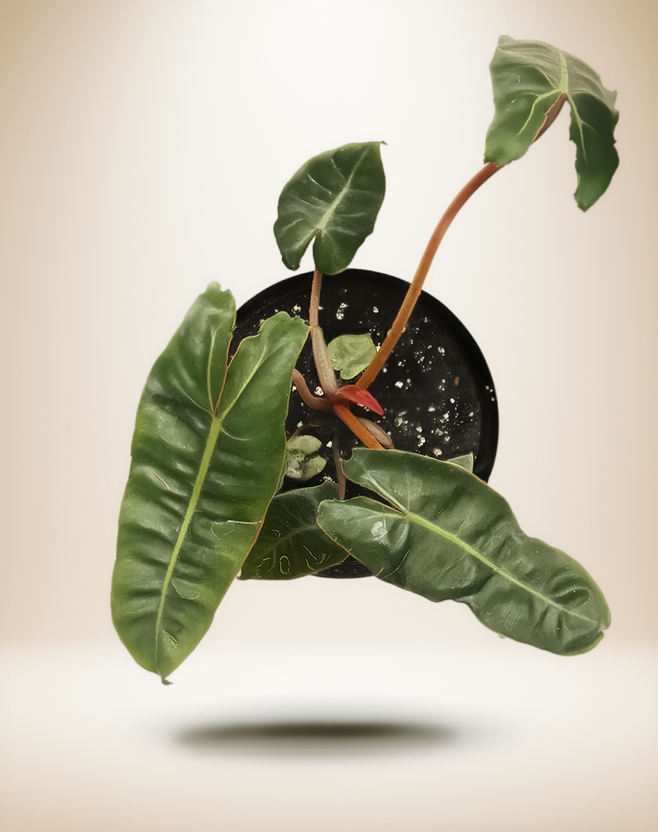 Philodendron Billitiae Green