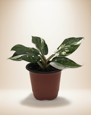 Philodendron White Princess – 4-Inch Pot – Self-watering / 4" Pot