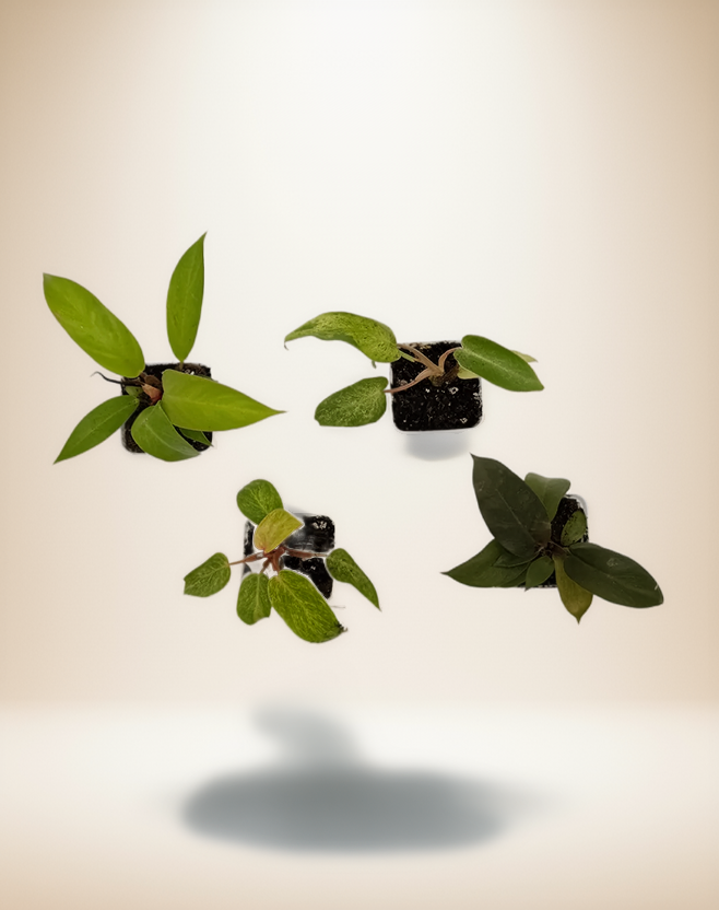 Philodendron Bundle Pack - 4 Rare Varieties in 2.5" Pots