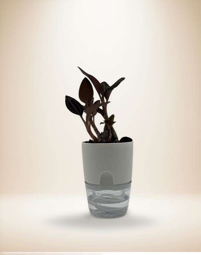 "Ludisia Sea Turtle Jewel Orchid"