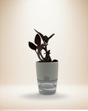 "Ludisia Sea Turtle Jewel Orchid" – 4-Inch Pot – 4" Pot / Nursery pot