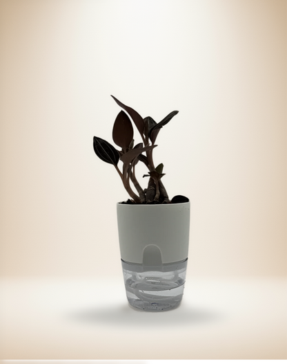 "Ludisia Sea Turtle Jewel Orchid"